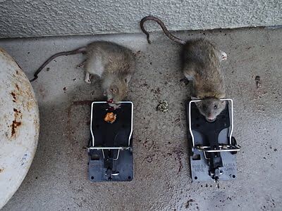 rodent trapping