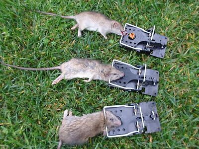 rodent trapping